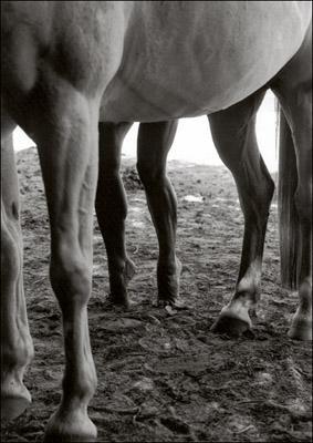 Six legs Six legs