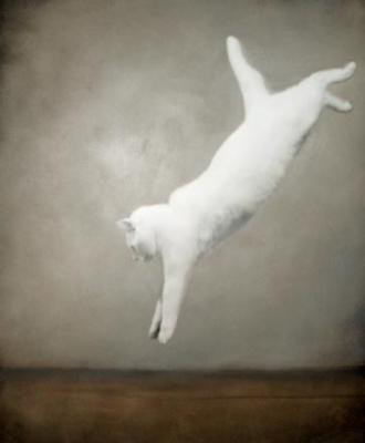 Kat 2 Kat 2