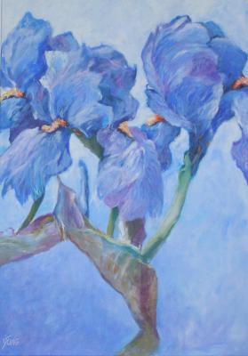 continuous blue continuous blue