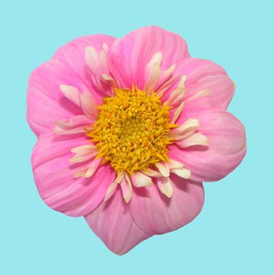 Smashing Pink Smashing Pink