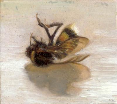 Bombus terrestris Bombus terrestris