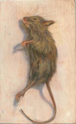 Mus musculus domesticus Mus musculus domesticus