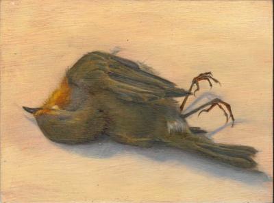 Erithacus rubecula Erithacus rubecula