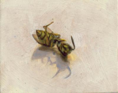 Vespula vulgaris