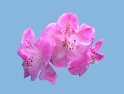 rhododenderon rhododenderon