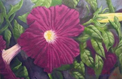 petunia petunia