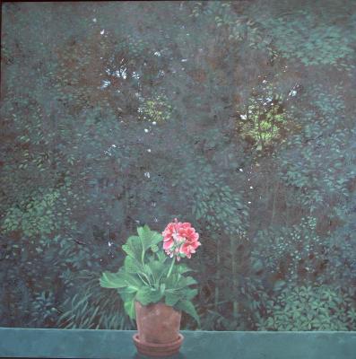 'Geranium in vensterbank' 'Geranium in vensterbank'