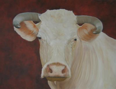 charolais charolais