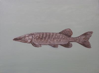Snoek Snoek