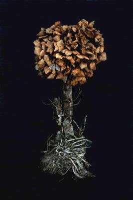 Hortentia Hortentia