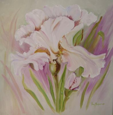 WITTE IRIS