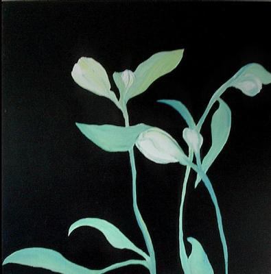 lilyland lilyland