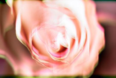 Rose 2 Rose 2