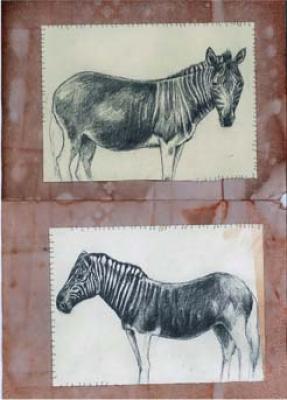 quagga quagga