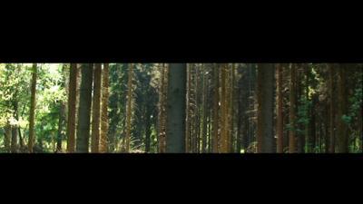 Bomen Bomen