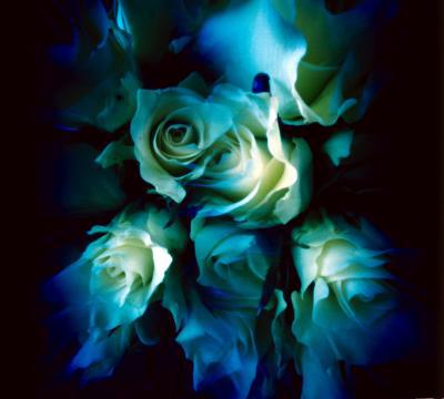 witte rozen witte rozen