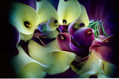 calla`s calla`s