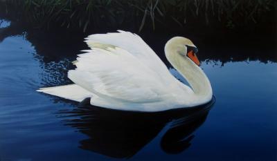 (157A) zwaan (157A) zwaan