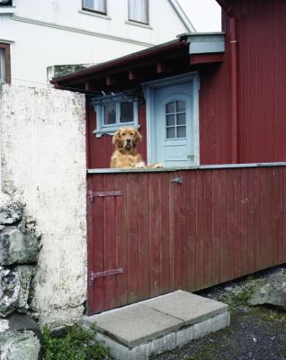 Faroer Eilanden 14 Hond