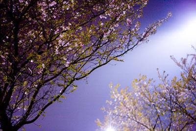 Pink night Pink night