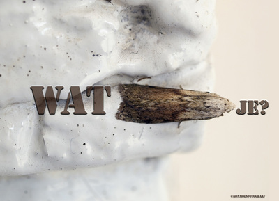 Wat Mot je? Wat Mot je?