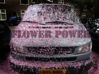 FlowerPower