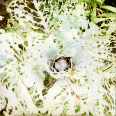 cabbage cabbage