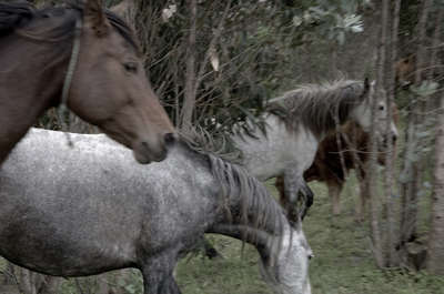 Horses Horses