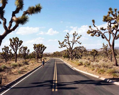 Joshua Tree Joshua Tree