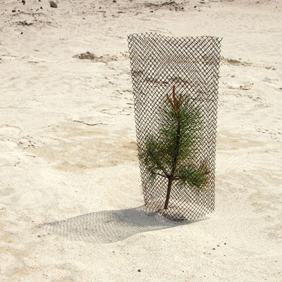 JESgevangenBoompje JESgevangenBoompje