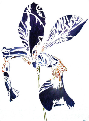 Iris Iris