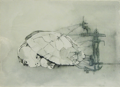 schildpad ingemeten schildpad ingemeten