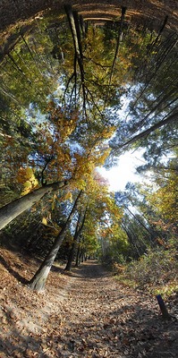 Herfstbos Driebergen 4