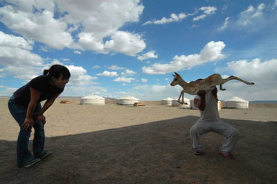 Mongolian gazelle in Gobi