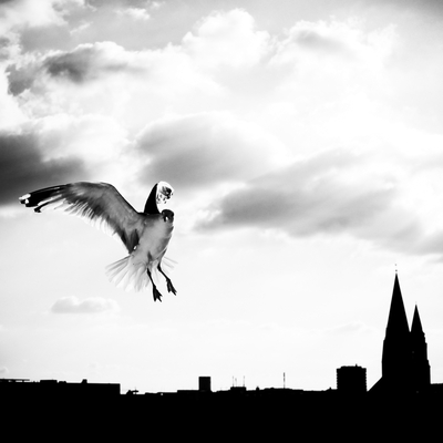 gull |gəl| gull |gəl|