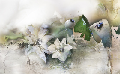Witte Bloemen Witte Bloemen