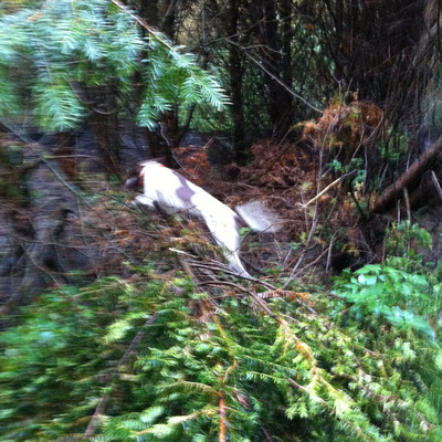 go out in the woods go out in the woods