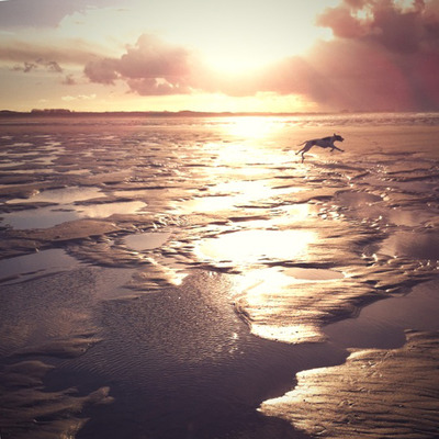 dog at the beach