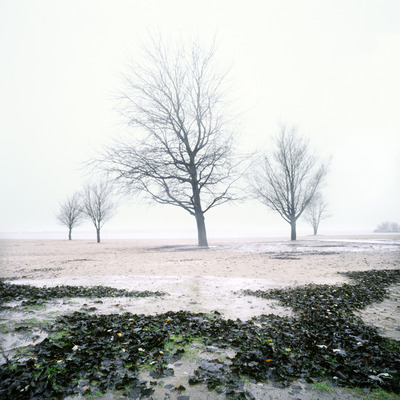 Winterbomen 1 Winterbomen 1