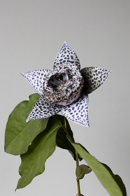 Orbea Elegans Orbea Elegans