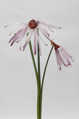Echinacea Laevigata