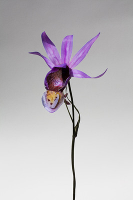 Calypso Bulbosa Calypso Bulbosa