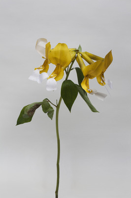 Lottus Pinnatus Lottus Pinnatus