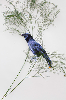Corvus Hawaiiensis Corvus Hawaiiensis