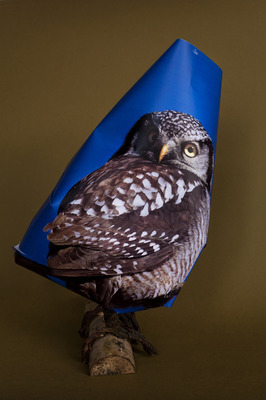 Athene cunicularia Athene cunicularia