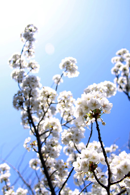 witte bloesem #2 witte bloesem #2