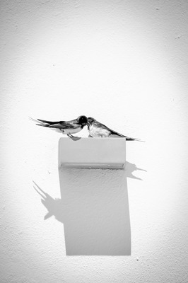 Love Birds Love Birds
