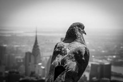 Birdview NY Birdview NY