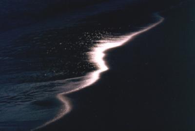 Evening Tide Line Evening Tide Line