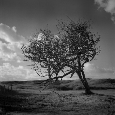 Tree in the dunes 2 Tree in the dunes 2